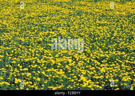 Un bel prato pieno di giallo tarassaco Foto Stock