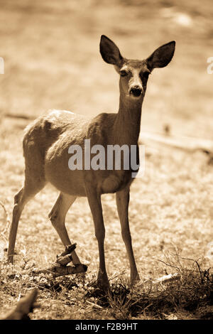 Un cauto giovane nero-tailed deer nel Parco Nazionale di Yosemite. Foto Stock