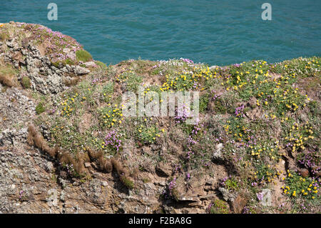 Molla di coloratissimi fiori selvaggi sulle scogliere in Pembrokeshire, West Wales. Il mare visto dietro il bordo sulla scogliera. Foto Stock