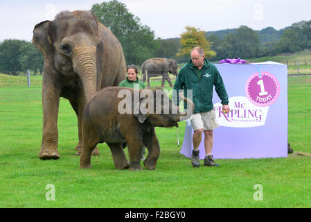 Lo Zoo Whipsnade, UK. Xv Sep, 2015. Sono il Baby Elefante asiatico ricevere un trattamento speciale per il suo primo compleanno, quando i detentori ZSL Whipsnade Zoo presente lui con un gigante 'torta di compleanno". Il mammoth "torta di compleanno", che è stato appositamente realizzato da Mr Kipling per aiutare lo Zoo celebrare la sua annuale Elephantastic evento di questo fine settimana, è fatta di fieno, guarnita con Sam's trattamento preferito, banane e si siede in un gigante torta carta caso Martedì 15 Settembre 2015 Credit: Caterina marrone/Alamy Live News Foto Stock