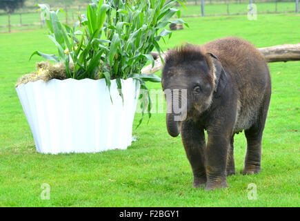 Lo Zoo Whipsnade, UK. Xv Sep, 2015. Sono il Baby Elefante asiatico ricevere un trattamento speciale per il suo primo compleanno, quando i detentori ZSL Whipsnade Zoo presente lui con un gigante 'torta di compleanno". Il mammoth "torta di compleanno", che è stato appositamente realizzato da Mr Kipling per aiutare lo Zoo celebrare la sua annuale Elephantastic evento di questo fine settimana, è fatta di fieno, guarnita con Sam's trattamento preferito, banane e si siede in un gigante torta carta caso Martedì 15 Settembre 2015 Credit: Caterina marrone/Alamy Live News Foto Stock