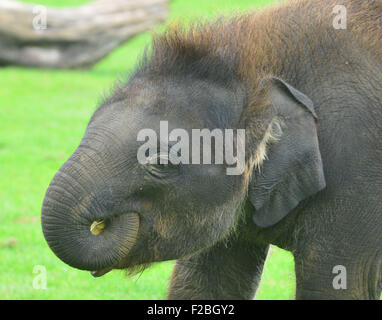 Lo Zoo Whipsnade, UK. Xv Sep, 2015. Sono il Baby Elefante asiatico ricevere un trattamento speciale per il suo primo compleanno, quando i detentori ZSL Whipsnade Zoo presente lui con un gigante 'torta di compleanno". Il mammoth "torta di compleanno", che è stato appositamente realizzato da Mr Kipling per aiutare lo Zoo celebrare la sua annuale Elephantastic evento di questo fine settimana, è fatta di fieno, guarnita con Sam's trattamento preferito, banane e si siede in un gigante torta carta caso Martedì 15 Settembre 2015 Credit: Caterina marrone/Alamy Live News Foto Stock