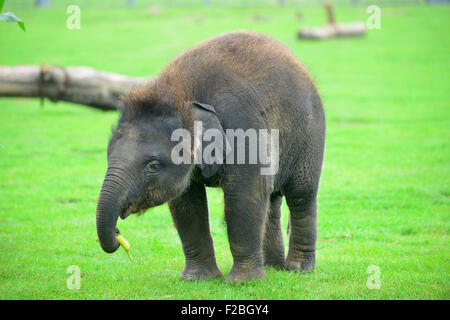 Lo Zoo Whipsnade, UK. Xv Sep, 2015. Sono il Baby Elefante asiatico ricevere un trattamento speciale per il suo primo compleanno, quando i detentori ZSL Whipsnade Zoo presente lui con un gigante 'torta di compleanno". Il mammoth "torta di compleanno", che è stato appositamente realizzato da Mr Kipling per aiutare lo Zoo celebrare la sua annuale Elephantastic evento di questo fine settimana, è fatta di fieno, guarnita con Sam's trattamento preferito, banane e si siede in un gigante torta carta caso Martedì 15 Settembre 2015 Credit: Caterina marrone/Alamy Live News Foto Stock