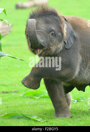 Lo Zoo Whipsnade, UK. Xv Sep, 2015. Sono il Baby Elefante asiatico ricevere un trattamento speciale per il suo primo compleanno, quando i detentori ZSL Whipsnade Zoo presente lui con un gigante 'torta di compleanno". Il mammoth "torta di compleanno", che è stato appositamente realizzato da Mr Kipling per aiutare lo Zoo celebrare la sua annuale Elephantastic evento di questo fine settimana, è fatta di fieno, guarnita con Sam's trattamento preferito, banane e si siede in un gigante torta carta caso Martedì 15 Settembre 2015 Credit: Caterina marrone/Alamy Live News Foto Stock