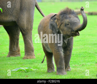 Lo Zoo Whipsnade, UK. Xv Sep, 2015. Sono il Baby Elefante asiatico ricevere un trattamento speciale per il suo primo compleanno, quando i detentori ZSL Whipsnade Zoo presente lui con un gigante 'torta di compleanno". Il mammoth "torta di compleanno", che è stato appositamente realizzato da Mr Kipling per aiutare lo Zoo celebrare la sua annuale Elephantastic evento di questo fine settimana, è fatta di fieno, guarnita con Sam's trattamento preferito, banane e si siede in un gigante torta carta caso Martedì 15 Settembre 2015 Credit: Caterina marrone/Alamy Live News Foto Stock