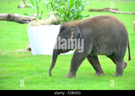 Lo Zoo Whipsnade, UK. Xv Sep, 2015. Sono il Baby Elefante asiatico ricevere un trattamento speciale per il suo primo compleanno, quando i detentori ZSL Whipsnade Zoo presente lui con un gigante 'torta di compleanno". Il mammoth "torta di compleanno", che è stato appositamente realizzato da Mr Kipling per aiutare lo Zoo celebrare la sua annuale Elephantastic evento di questo fine settimana, è fatta di fieno, guarnita con Sam's trattamento preferito, banane e si siede in un gigante torta carta caso Martedì 15 Settembre 2015 Credit: Caterina marrone/Alamy Live News Foto Stock