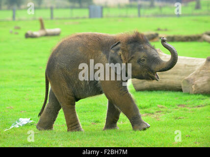 Lo Zoo Whipsnade, UK. Xv Sep, 2015. Sono il Baby Elefante asiatico ricevere un trattamento speciale per il suo primo compleanno, quando i detentori ZSL Whipsnade Zoo presente lui con un gigante 'torta di compleanno". Il mammoth "torta di compleanno", che è stato appositamente realizzato da Mr Kipling per aiutare lo Zoo celebrare la sua annuale Elephantastic evento di questo fine settimana, è fatta di fieno, guarnita con Sam's trattamento preferito, banane e si siede in un gigante torta carta caso Martedì 15 Settembre 2015 Credit: Caterina marrone/Alamy Live News Foto Stock