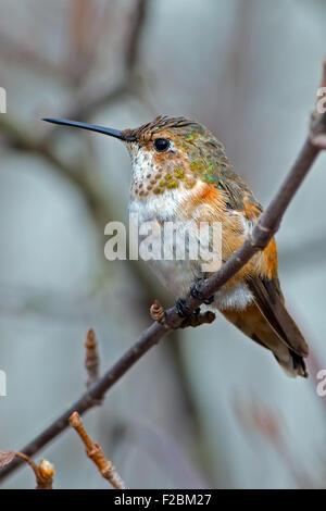 Rufous Hummingbird appollaiato su un ramo. Foto Stock