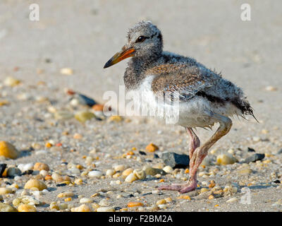 American Oystercatcher Chick sulla spiaggia Foto Stock