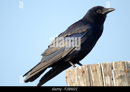 American Crow permanente sulla Palancole Foto Stock