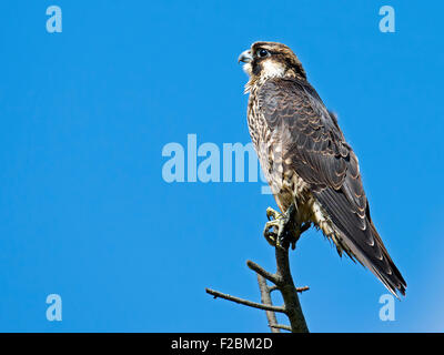 Il novellame di Falco pellegrino nella struttura ad albero Foto Stock