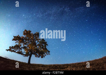 La Via Lattea oltre la sola silhouette ad albero. Carpazi, Ucraina, l'Europa. Foto Stock