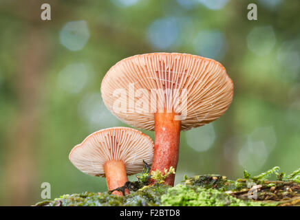 Due funghi, probabilmente il tappo del latte specie (Lactarius), sul legno marcescente Foto Stock