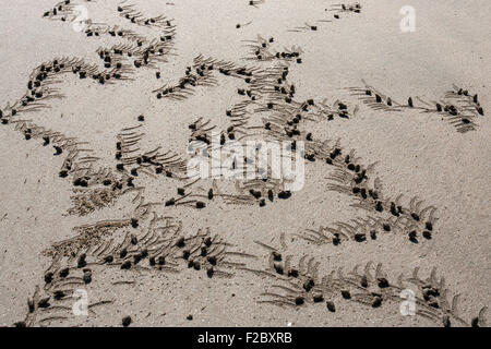 Le sfere di sabbia a realizzati dai granchi (Brachyura) sulla spiaggia di Ngapali Beach, Ngapali, Thandwe, Stato di Rakhine, Myanmar Foto Stock