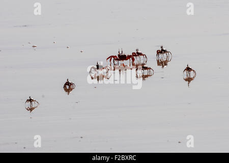 I granchi (Brachyura) sulla spiaggia di Ngapali Beach, retroilluminato, Ngapali, Thandwe, Stato di Rakhine, Myanmar Foto Stock