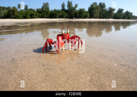 Granchio rosso (Brachyura) sulla spiaggia di Ngapali Beach, Ngapali, Thandwe, Stato di Rakhine, Myanmar Foto Stock