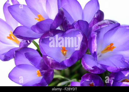 Viola di crochi Elf (Crocus tommasinianus), Germania, Europa Foto Stock