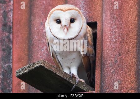 Il barbagianni (Tyto alba) seduti nella parte anteriore del foro di ingresso per il nido, Hesse, Germania Foto Stock