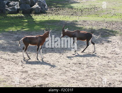 Due coppia South African Blesbok o Blesbuck antilopi (Damaliscus pygargus phillips) Foto Stock