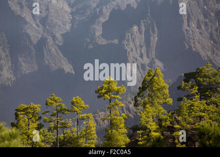 In canarie pineta presso il Parco Nazionale della Caldera de Taburiente, La Palma Isole Canarie Spagna Foto Stock