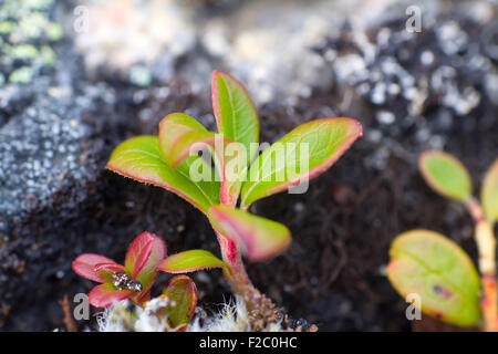 Arctic prairie piante - sfondi di polar Bald Mountain le riprese in modalità macro. estate Foto Stock