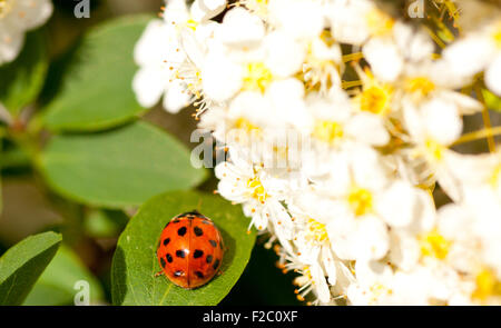 Ladybug camminando lungo sulla lamina accanto ai fiori bianchi Foto Stock