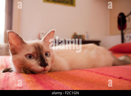 Gatto sul letto rosso Foto Stock