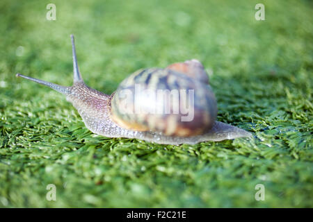 Lumaca su erba artificiale Foto Stock