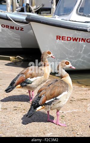 Due oche egiziane in piedi con le barche lungo il fiume Tamigi, Henley-on-Thames, Oxfordshire, Inghilterra, Regno Unito, Europa occidentale. Foto Stock