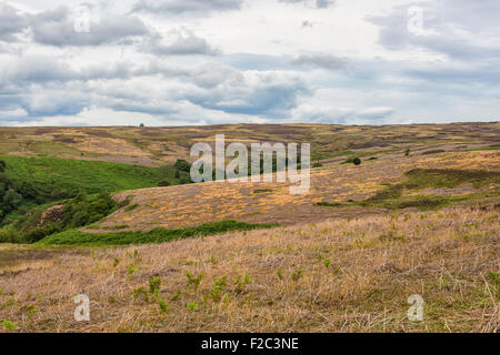 Il North York Moors in fiore nei pressi del villaggio di Goathland, North Yorkshire, Regno Unito. Foto Stock