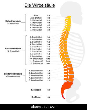 Colonna vertebrale umana con i nomi e i numeri delle vertebre - etichettatura in tedesco! Foto Stock