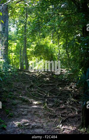 Percorso nella Foresta Pluviale di radici sollevata nel Parco Nazionale di Tikal, Guatemala Foto Stock