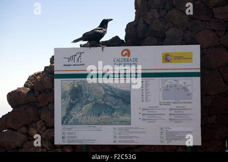 Raven al belvedere di Roque de los Muchachos, La Palma Isole Canarie Spagna Foto Stock