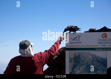 Raven al belvedere di Roque de los Muchachos, La Palma Isole Canarie Spagna Foto Stock