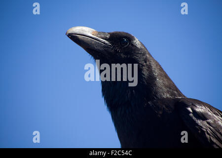 Raven al belvedere di Roque de los Muchachos, La Palma Isole Canarie Spagna Foto Stock