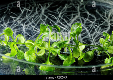 Thale cress (Arabidopsis thaliana) piante che crescono su una capsula di Petri. Foto Stock