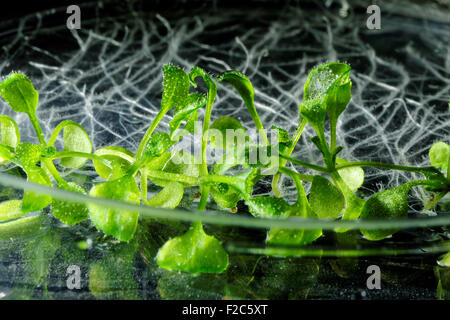 Thale cress (Arabidopsis thaliana) piante che crescono su una capsula di Petri. Foto Stock