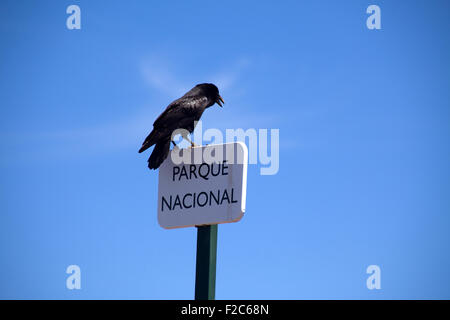 Raven al belvedere di Roque de los Muchachos, La Palma Isole Canarie Spagna Foto Stock