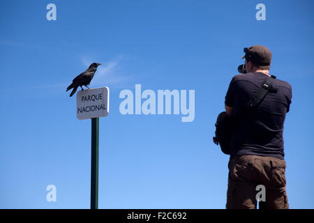 Raven al belvedere di Roque de los Muchachos, La Palma Isole Canarie Spagna Foto Stock