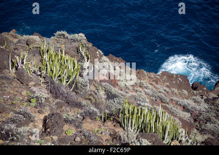 Modo per Playa de Nogales, Puntallana, La Palma Isole Canarie. Canario Cardón piante. Foto Stock