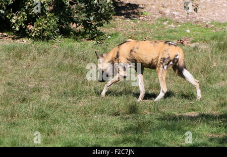 African wild dog (Lycaon pictus) sul prowl Foto Stock