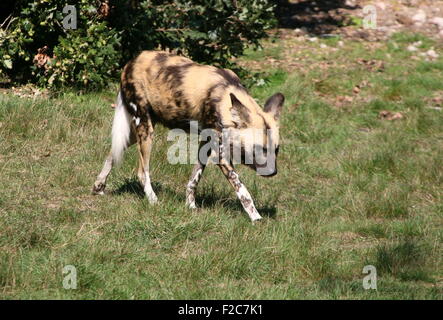 African wild dog (Lycaon pictus) sul prowl Foto Stock