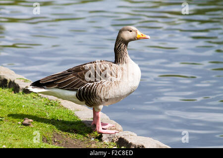 Graylag Goose (Anser anser) in piedi accanto al canale. Foto Stock