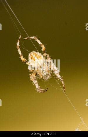 Comune di Orb Spider su un thread sul web Foto Stock