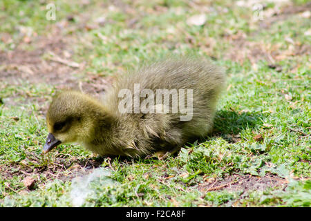 Graylag Goose (Anser anser) gosling seduto su erba e foraggio alimenti. Foto Stock
