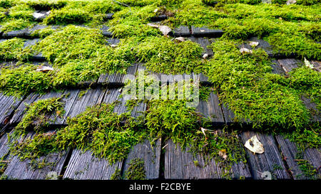 Moss sul tetto dettaglio Foto Stock