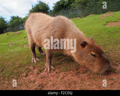 Capibara ( Hydrochoerus hydrochaeris) presso i Laghi del Sud lo zoo Safari, mostrando il suo gambo parzialmente i piedi, che aiutano a nuotare. Foto Stock