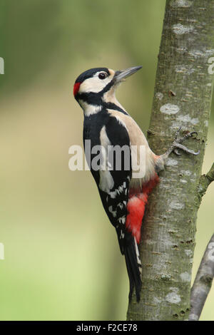 Picchio rosso maggiore (Dendrocopus Dendrocops). Foto Stock