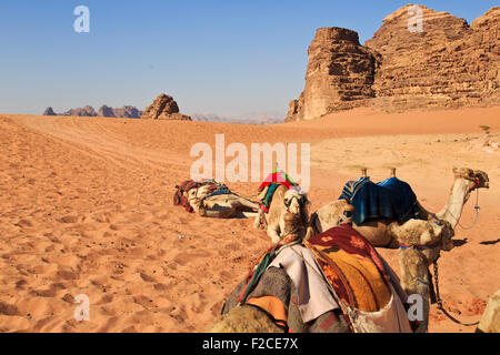 Cammelli nel Wadi Rum Foto Stock