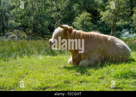 Highland mucca in campo nel sud del Lake District, Cumbria, England Regno Unito. Foto Stock